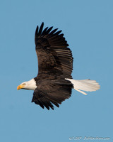 Bald Eagles