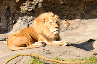 King of the Jungle