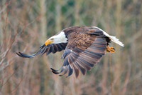 Bald Eagles