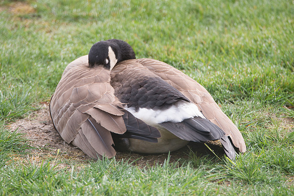 Canadian Goose